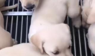 拉布拉多尾巴带白尖是纯种吗 纯种拉布拉多犬价格