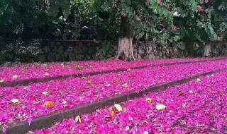 广州塔下雪是真的吗 专家回应广州下雪