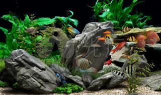 屏保热带鱼 屏保热带鱼