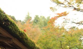 迷宫的十字路口国语 迷宫的十字路口国语