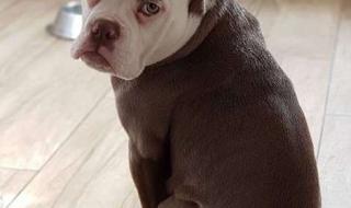 狗狗真的会抑郁吗 最忧郁的狗